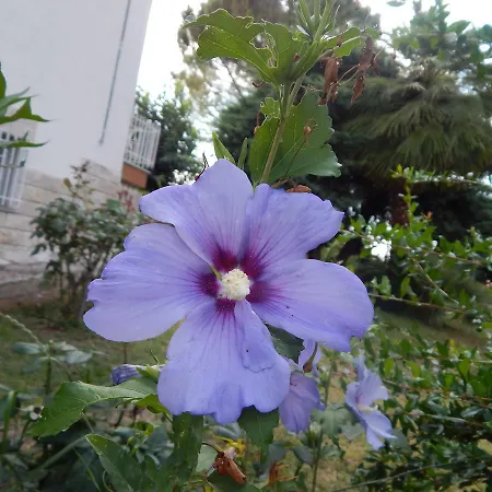 Madre Terra - Ostra Molino Apolloni